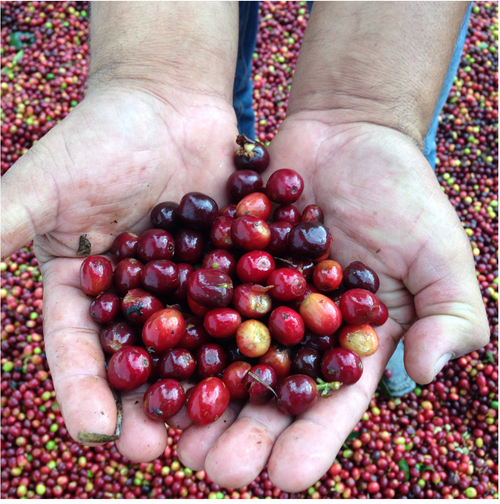 Organic Honduras Marcala SHG Fair Trade